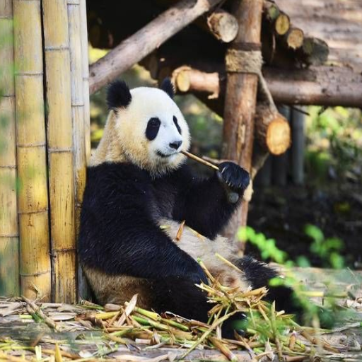 What Are the Top Things to Do in Chengdu?