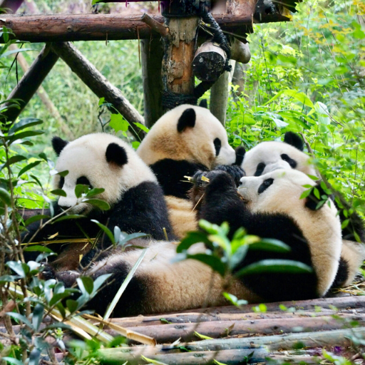 What Are the Must-See Chengdu Attractions