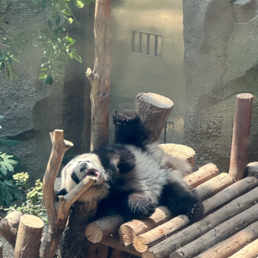 Can You See Baby Panda at the Research Base of Giant Panda