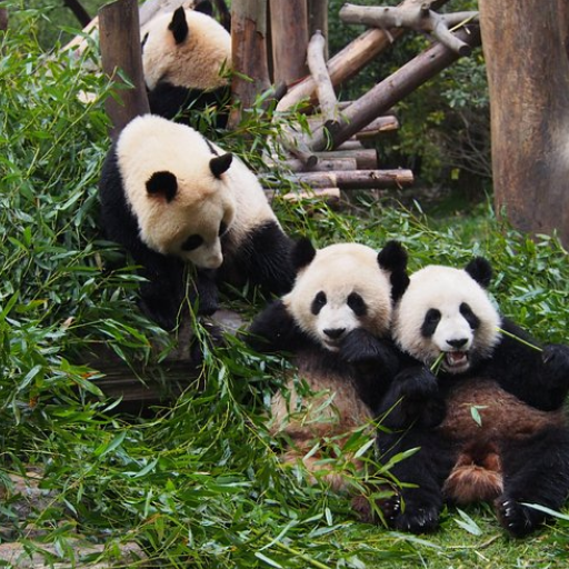 What are the must-visit attractions in Chengdu?