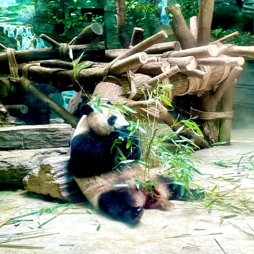 What Makes the Chengdu Giant Panda Breeding Center a Must-Visit