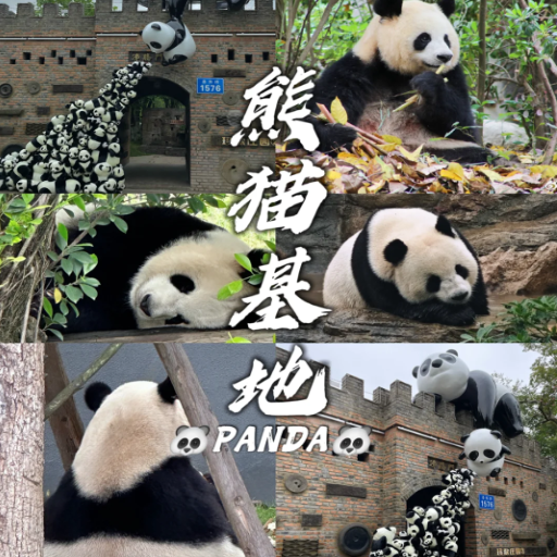 How to See Pandas in Chengdu: Planning Your Panda Tour