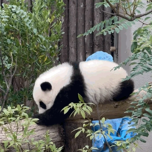 Explore Chengdu Panda Tour: Your Guide to Giant Pandas in 2025