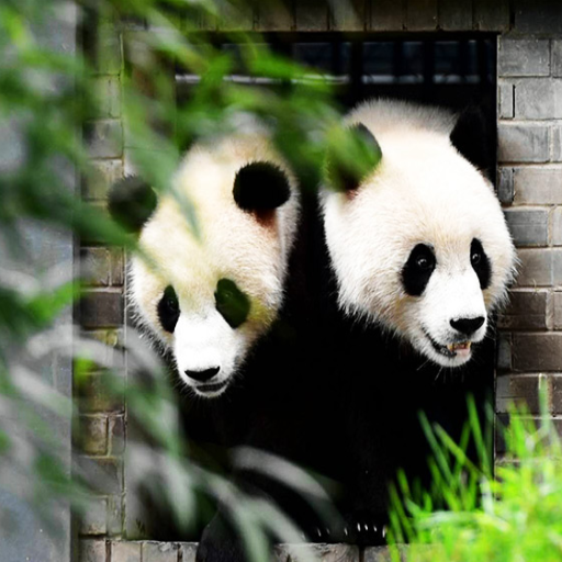 What are the must-visit attractions in Chengdu?