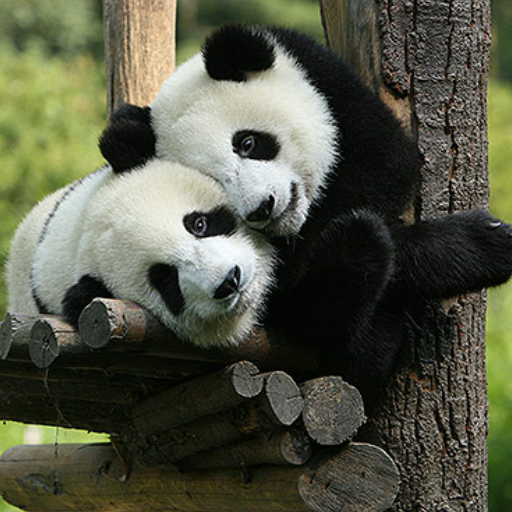 What are the best places for panda lovers to visit in Chengdu?