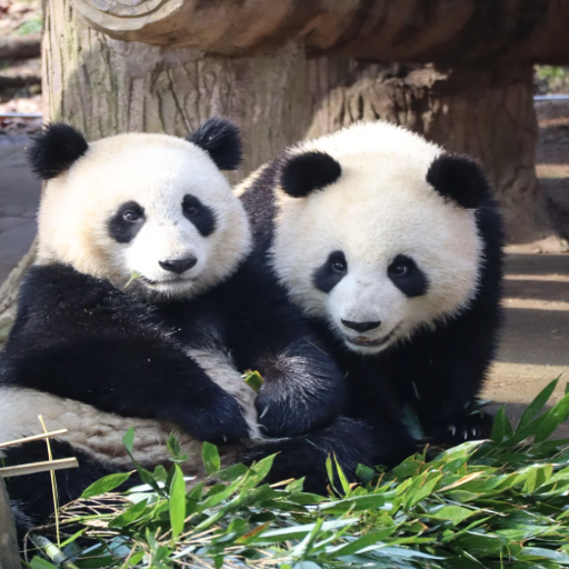 Explore the Chengdu Panda Research Base: Giant Panda Breeding Insights