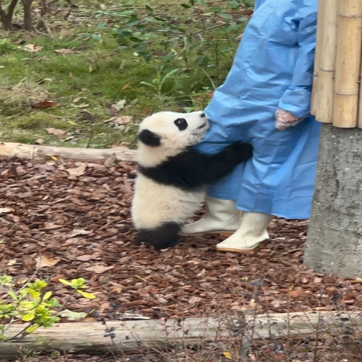 Can I See a Baby Panda at the Panda Research Base