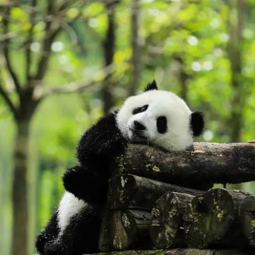 What are the must-visit attractions in Chengdu