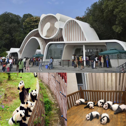 What are the must-see panda attractions in Chengdu?