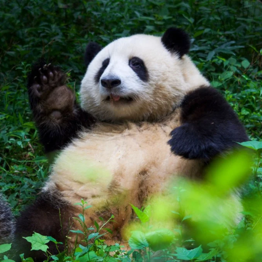 What are the must-visit places in Chengdu for panda lovers