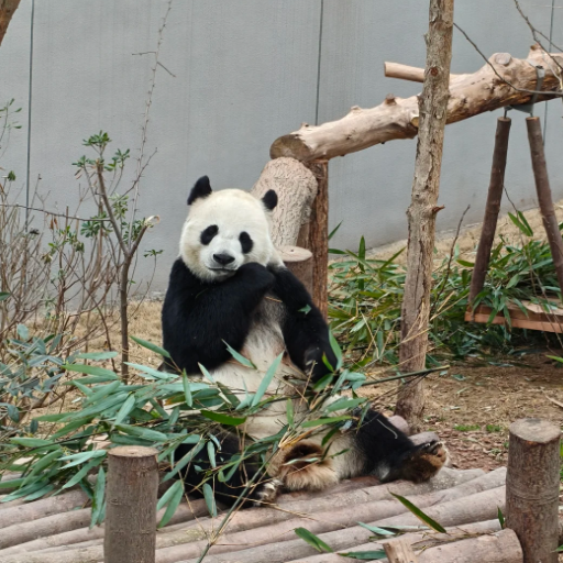 Where to Experience the Pandas in Chengdu