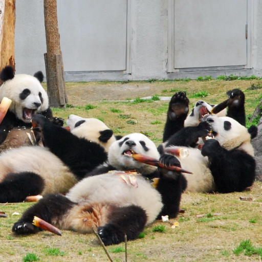 What are the options for panda tours in Chengdu?