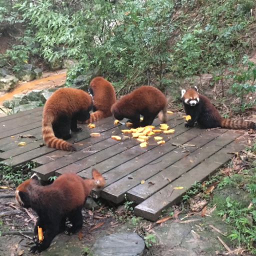 What Can You See at the Chengdu Panda Base?