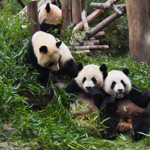 What Are the Best Tips for Visiting Chengdu Panda Base?