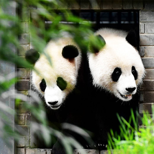 chengdu panda research