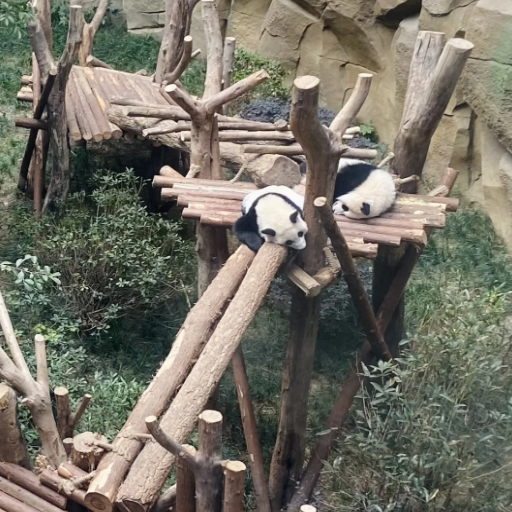 What Makes the Chengdu Panda Base a Must-Visit