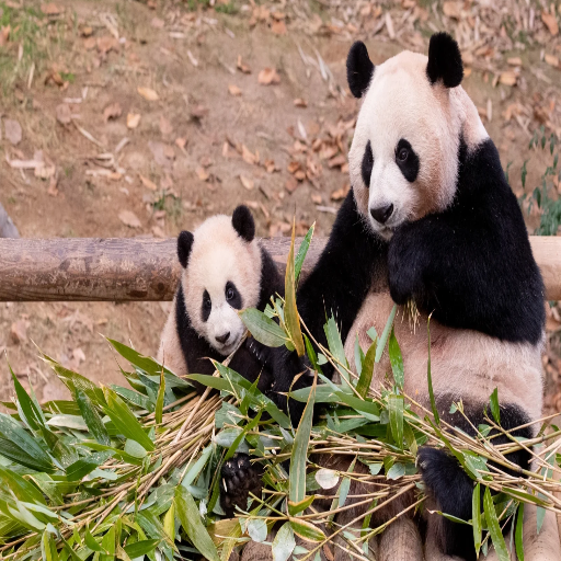 What is the Process of Panda Breeding in Chengdu