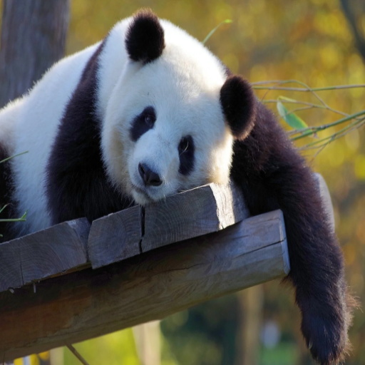 Why is Panda Conservation Important