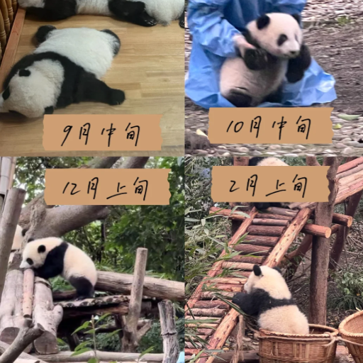 When is the Best Time to Visit Chengdu and See Pandas