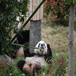 Explore the Chengdu Panda Base: Your Guide to Pandas in Chengdu