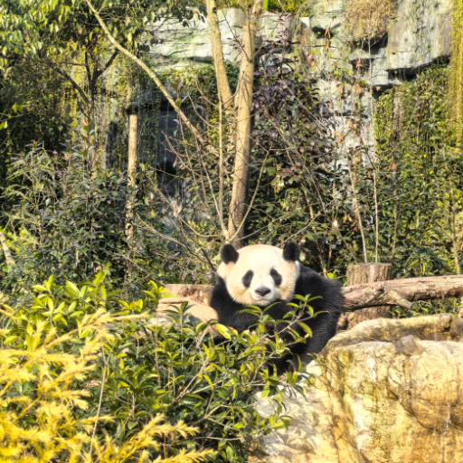 How Can I See Pandas at the Chengdu Giant Panda Base