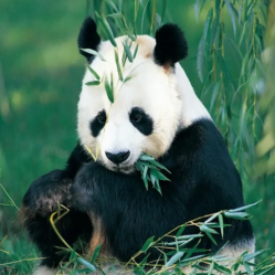 Explore Chengdu: The Ultimate Guide to the Giant Panda Research Base