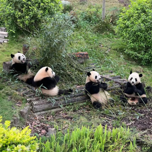 How Does the Giant Panda Breeding Research Base Contribute to Conservation