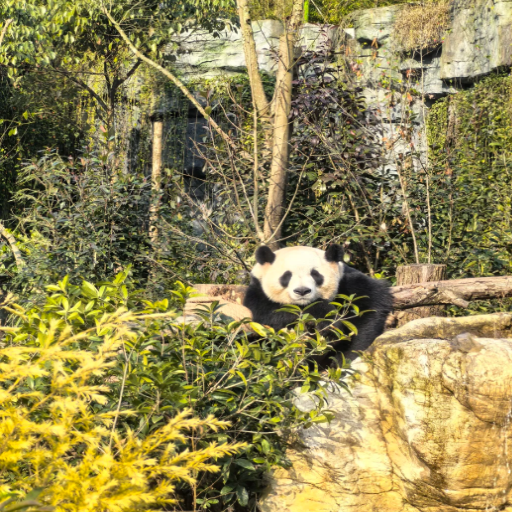 Why is the Chengdu Research Base of Giant Panda Important for Conservation