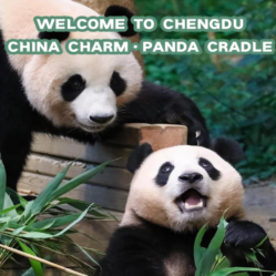 Ultimate Guide to Chengdu Panda Base: Research Base of Giant Panda Breeding