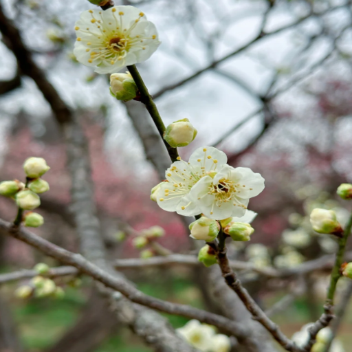 How Does the Plum Blossom Festival Enhance the Experience