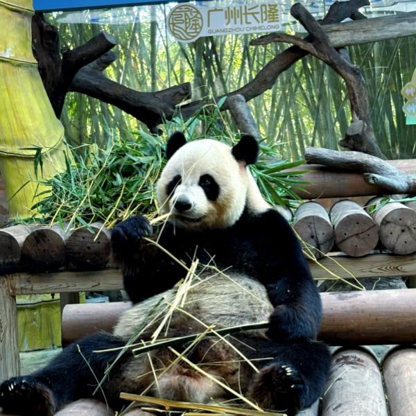 Guangzhou Chimelong:Family-Friendly Tourist Attractions in Guangzhou