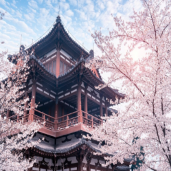 Spring season in Xi’an