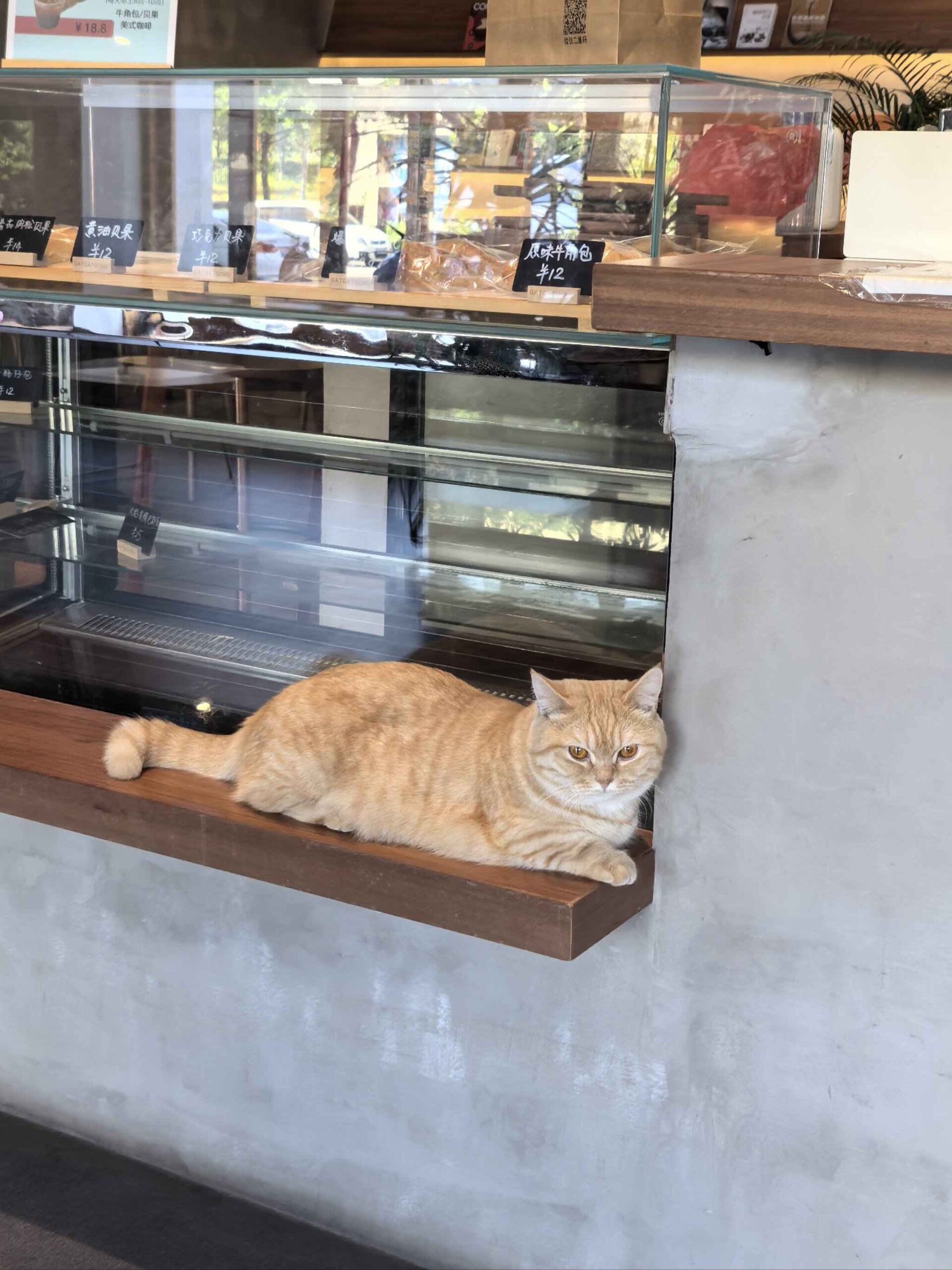 Cat cafés