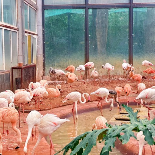 Flamingo in Beijing Zoo
