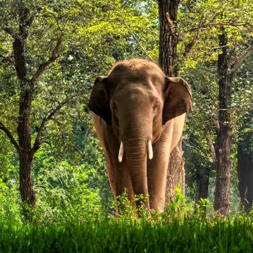 Elephant in Beijing Zoo