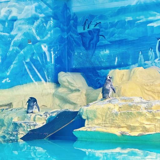 Penguin in Beijing Zoo