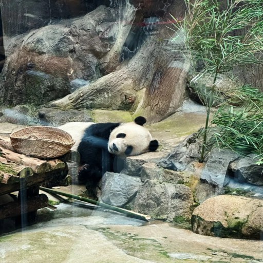 Panda in Beijing Zoo