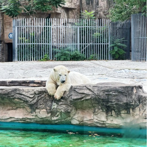 Polar bear in Beijing zoo