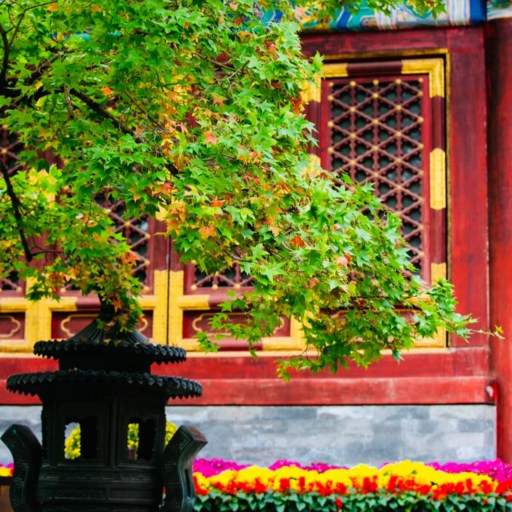 Green Leaves in Xiangshan