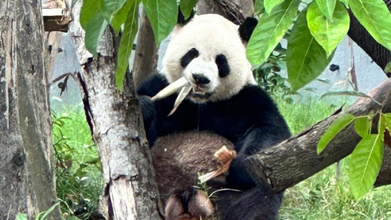 Chengdu Giant Panda Base