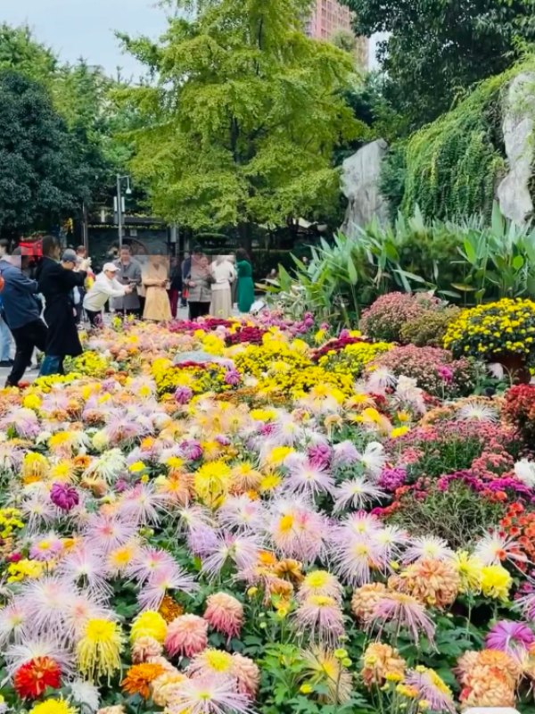 Chrysanthemum Festival