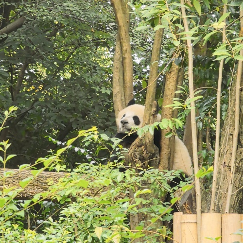 Chengdu Research Base of Giant Panda Breeding