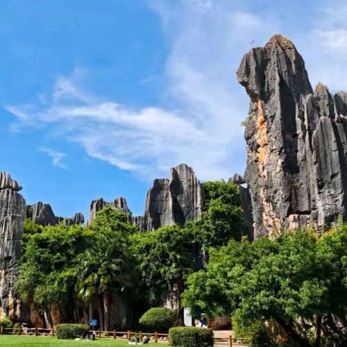 Stone Forest