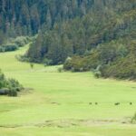 Militang Alpine Pasture