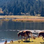 Shudu Lake of Potatso National Park Yunnan