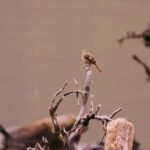 Wetland Birdwatching Trail