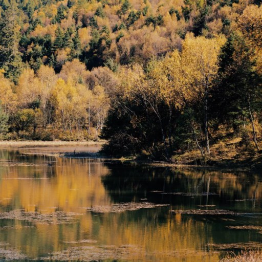 Autumn of Potatso National Park Yunnan