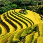 Autumn of Yuanyang Rice Terraces