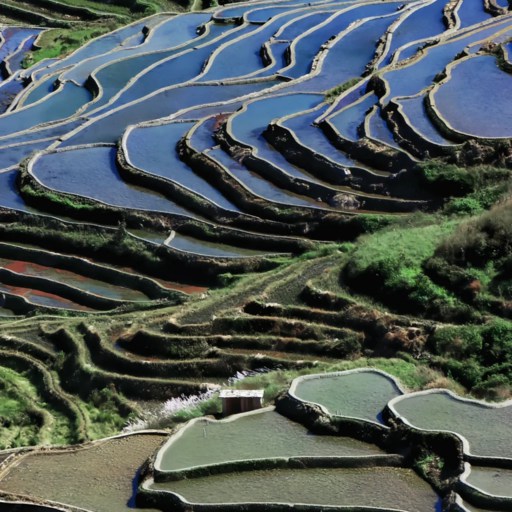 Scene of Yuanyang Rice Terraces