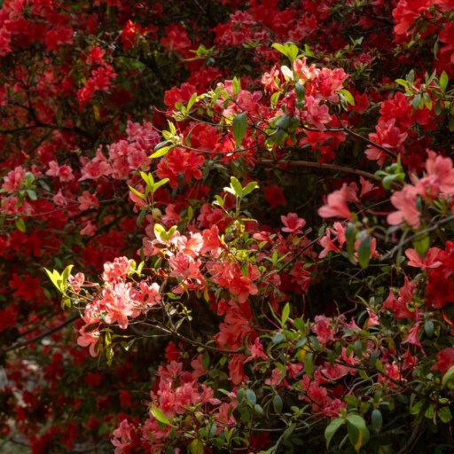 Golden Temple Flower Show